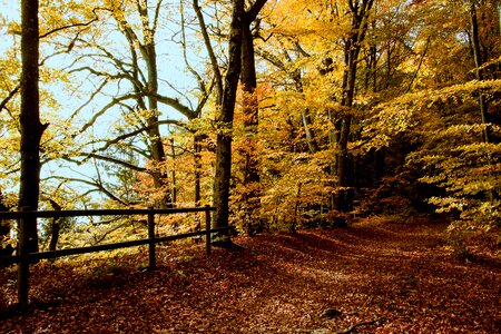 Forest path deciduous forest fall color photo