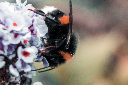 Macro close up animal photo