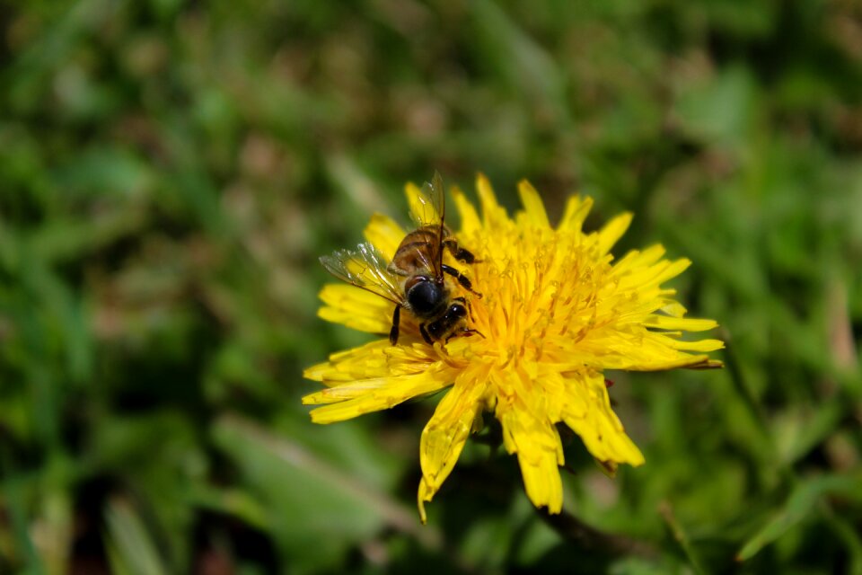 To yellow nature