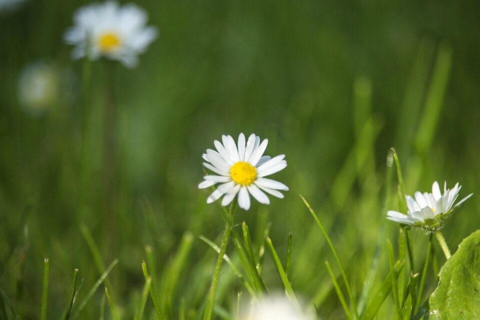 Green summer spring