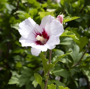 Summer flora white mallow
