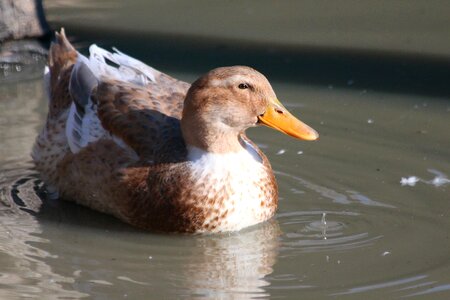 Bird feathered race fauna photo