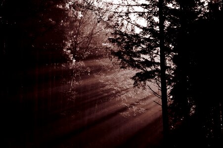 Trees haze light
