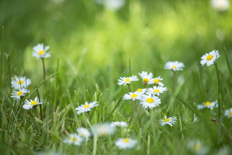 Green summer spring