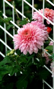Pink flower bloom