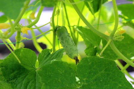 Fruit vegetable leaves