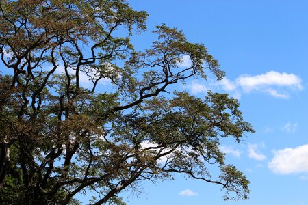Tree nature twigs