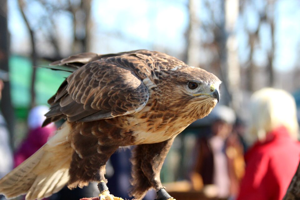 Buzzard living nature predator