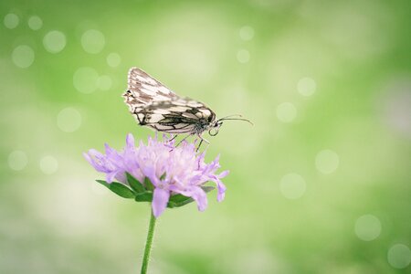 Flight insect insect animal photo