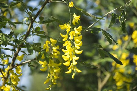 Yellow flower nature