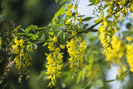 Yellow flower nature