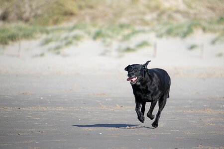 Racing dog sea photo