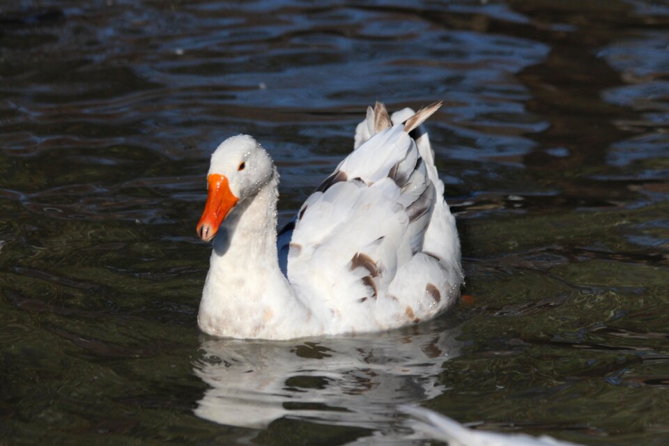 Poultry feathered race nature