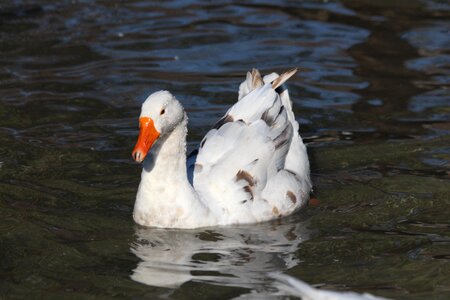 Poultry feathered race nature photo