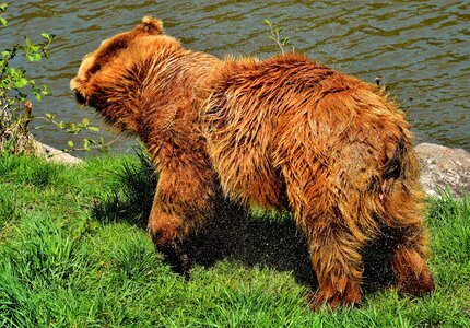 Wild animal furry dangerous