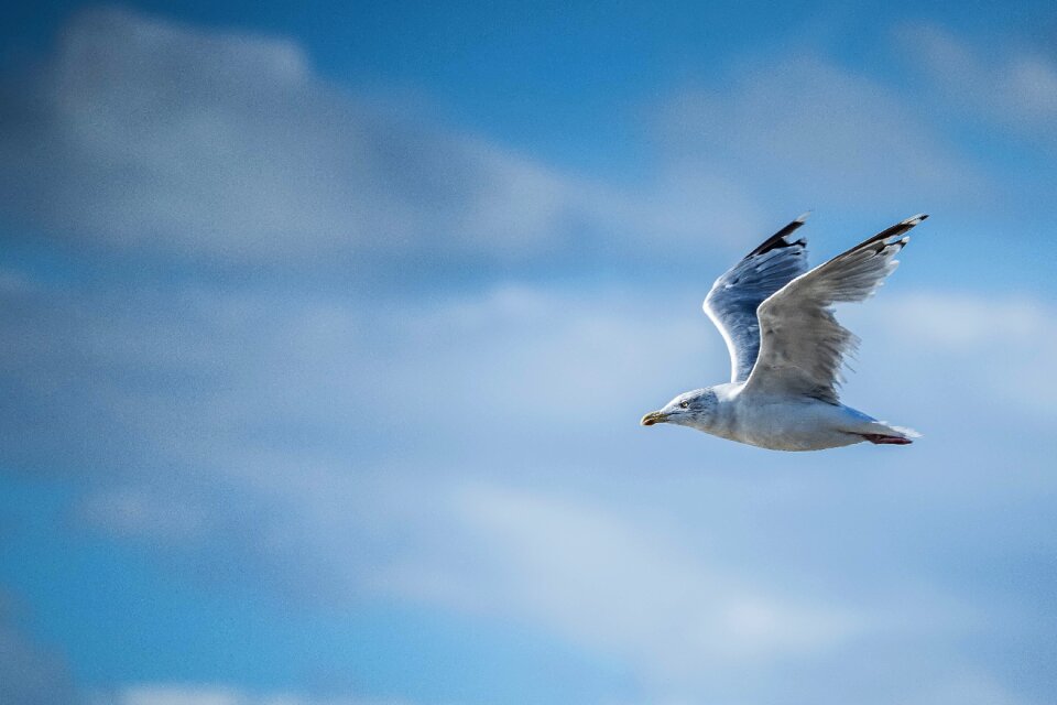 Animal seagull sea