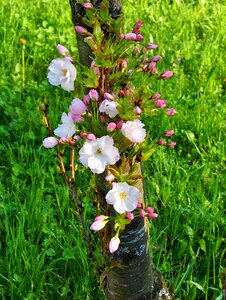Spring ornamental shrubs blossom