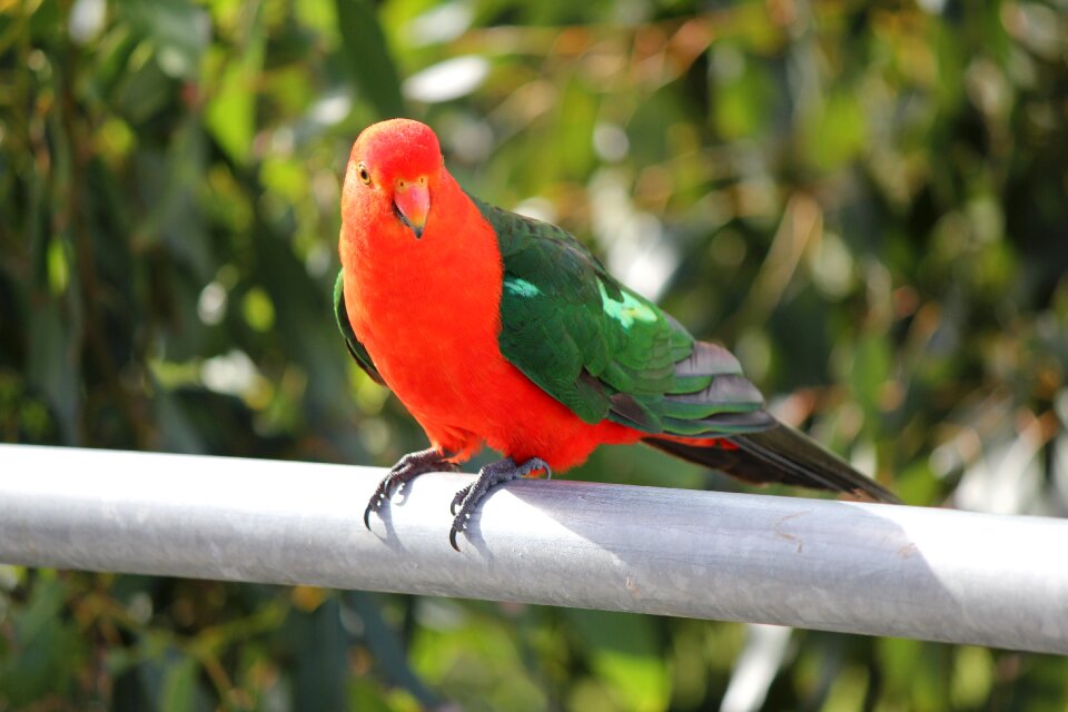 Wildlife bird animal