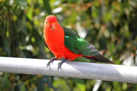 Wildlife bird animal