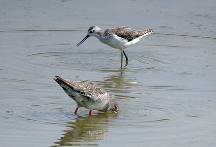 Wader spotted redshank fauna photo