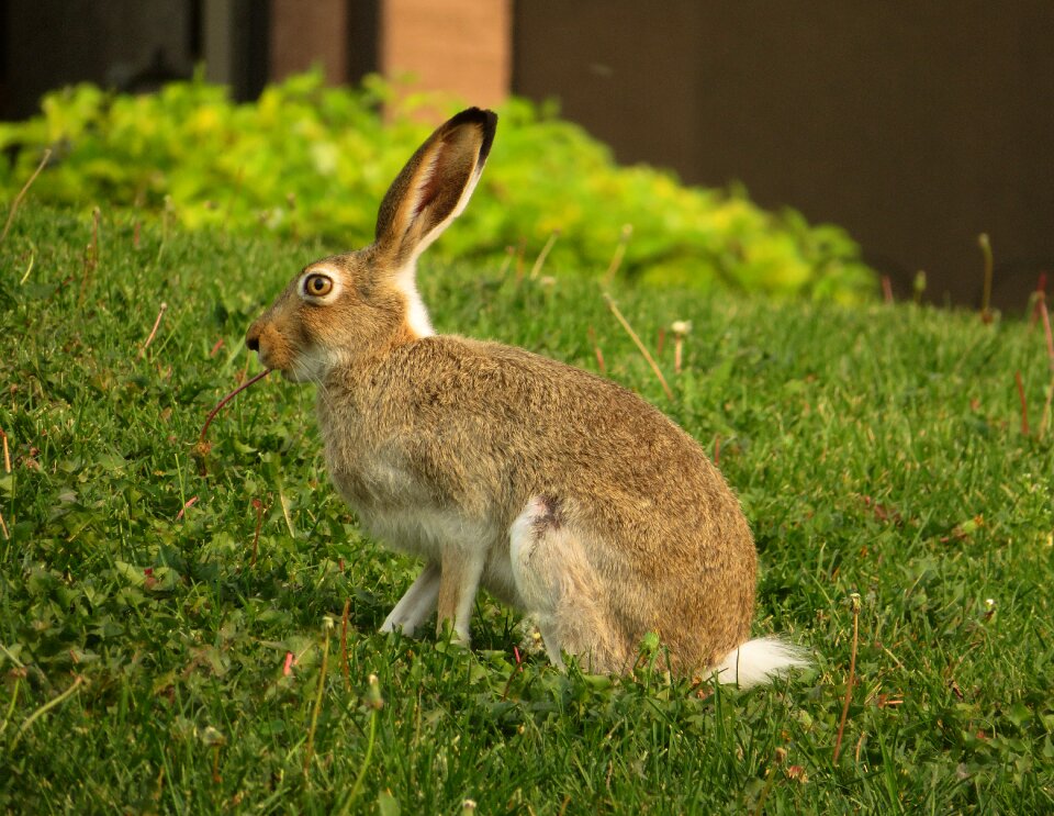 Animal brown eating photo