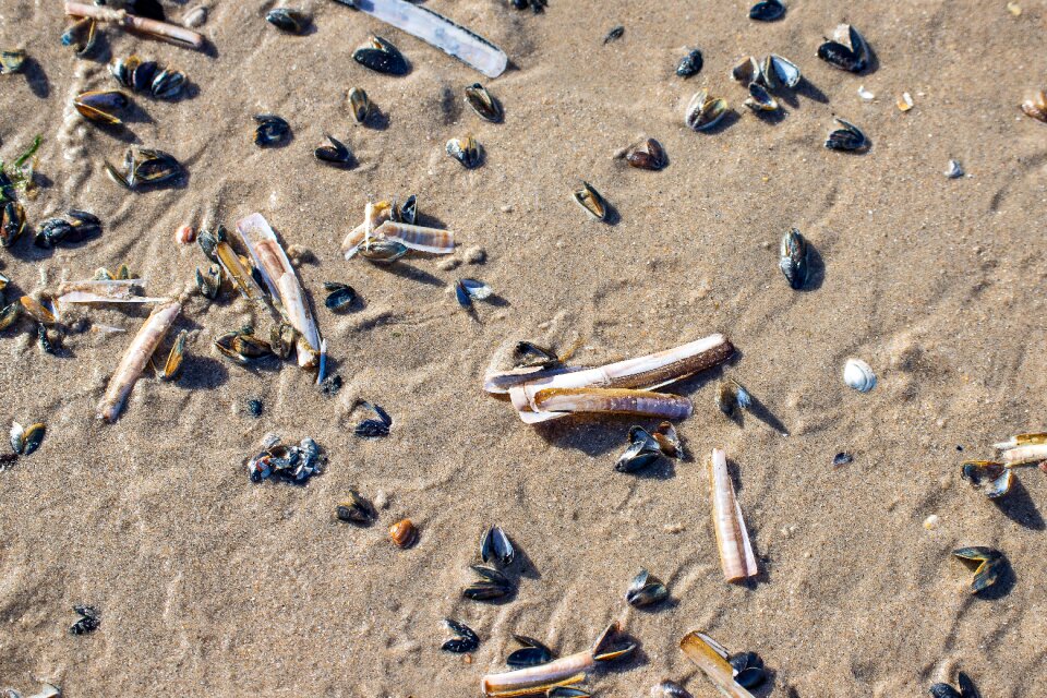 Beach sea nature
