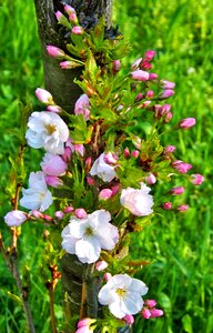 Spring ornamental shrubs blossom