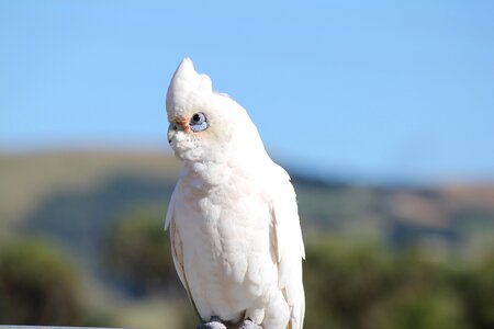 Bird wildlife animal