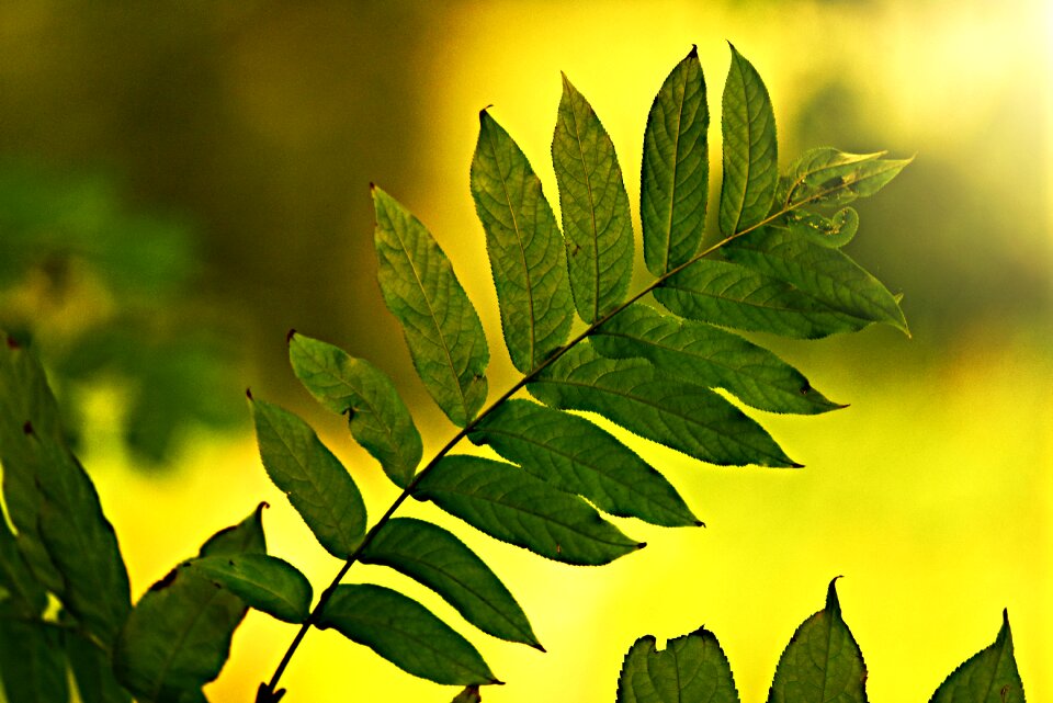 Pattern branch bush