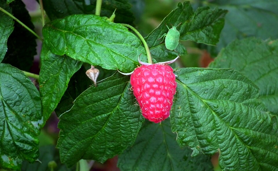 Summer closeup garden