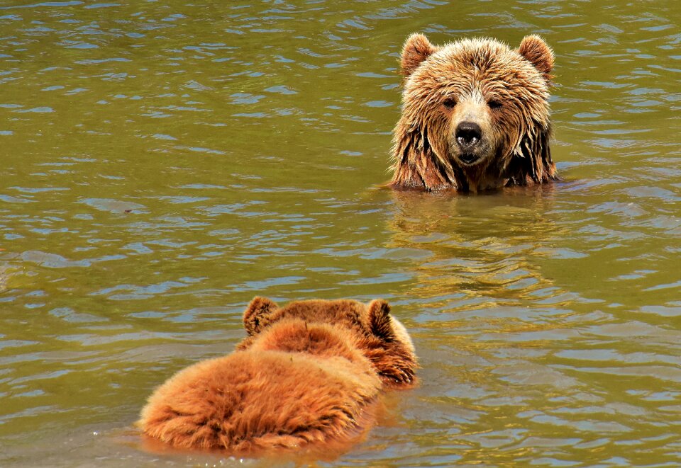 Brown bear nature park wild animal