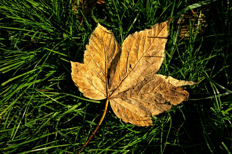 Fallen golden grass