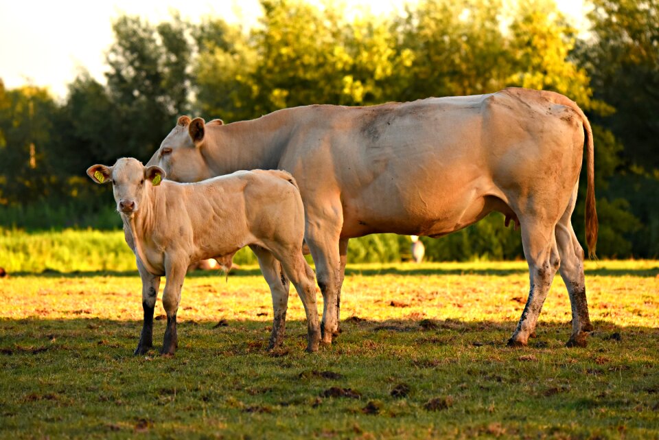 Animal mammal ruminant