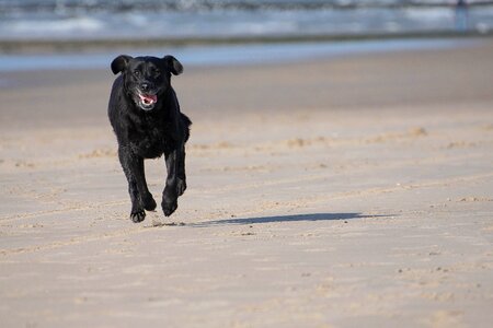 Racing dog sea