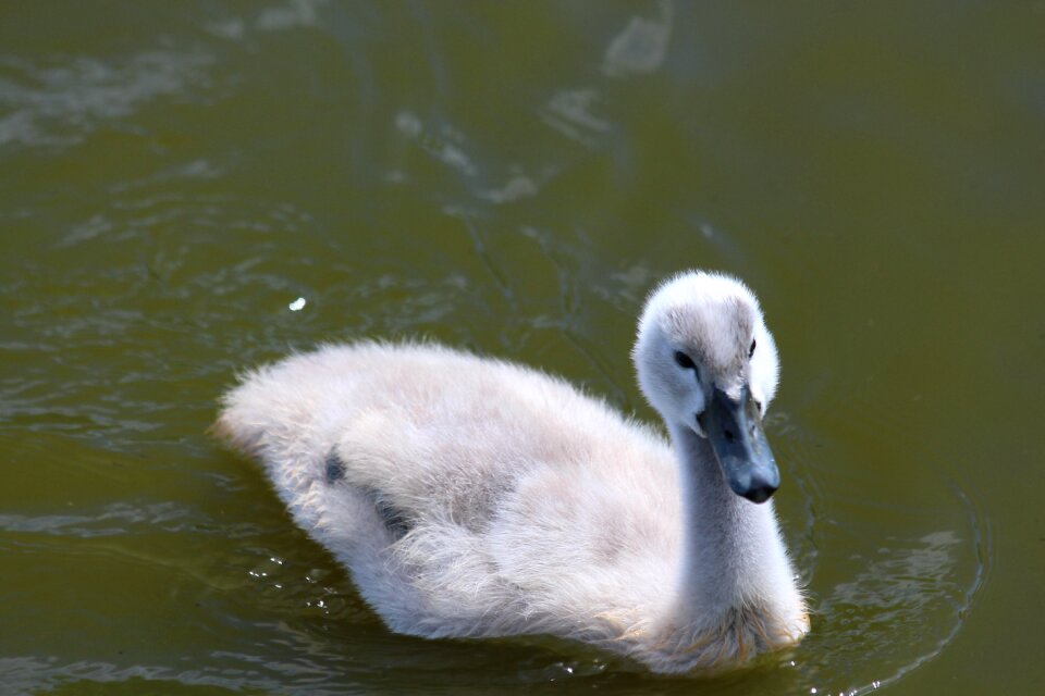 Furry grey water photo