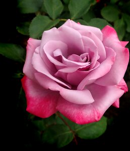 Perfume garden nature