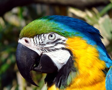 Feather macaw blue photo