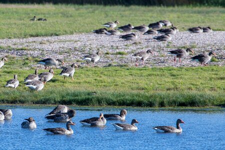 Swimming bird animals photo