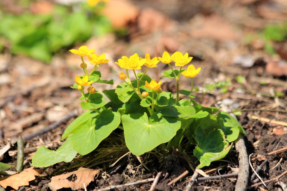 Marsh-marigold kingcup nature