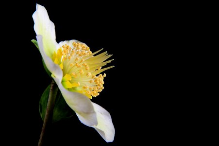 Blossom bloom rose