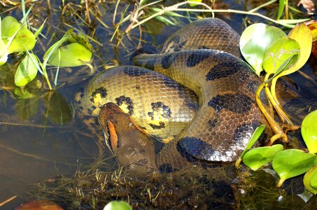 Constrictor dangerous jungle