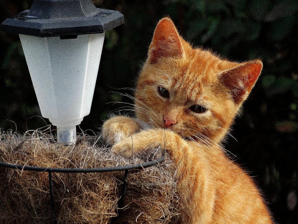 View tomcat tired of the