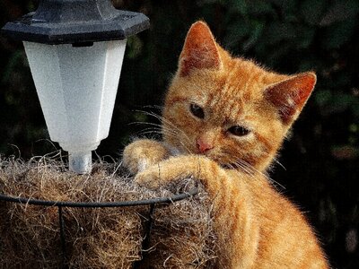 View tomcat tired of the