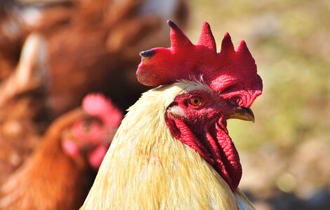 Poultry eye comb photo