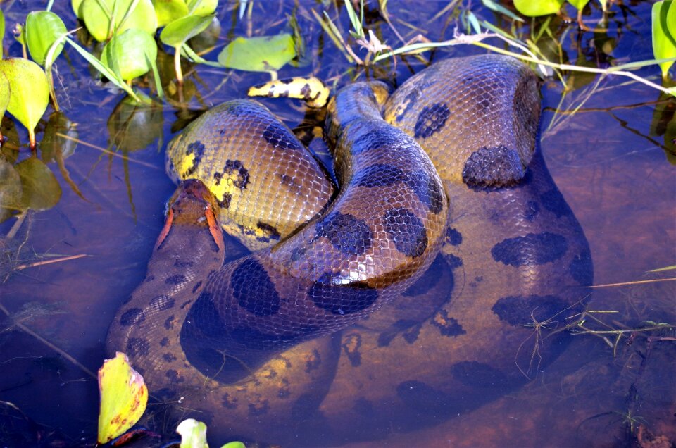 Constrictor dangerous jungle