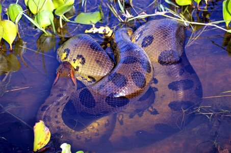 Constrictor dangerous jungle
