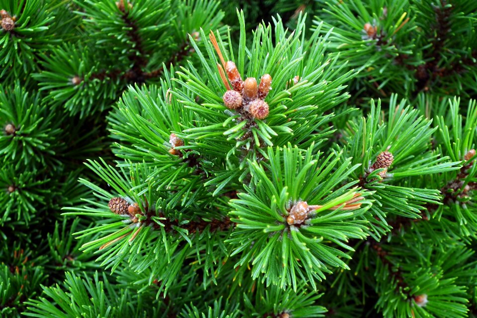 Nature iglak needles