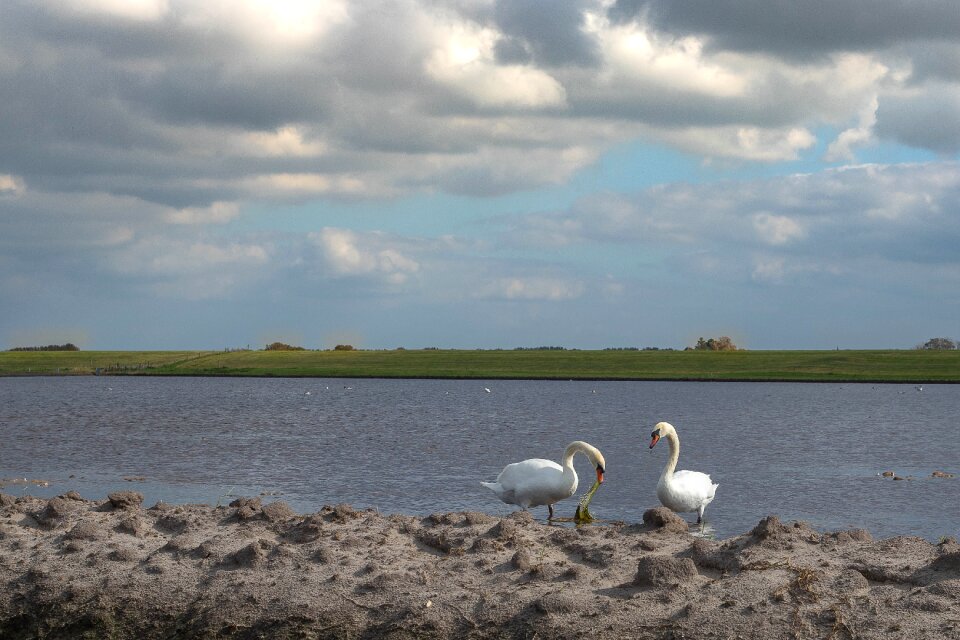 Pond waterfowl animal
