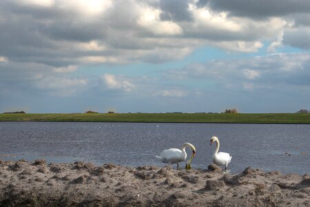 Pond waterfowl animal photo