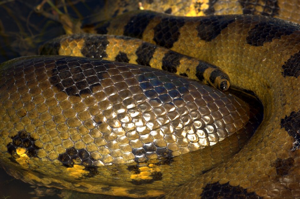 Constrictor dangerous jungle